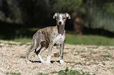 WHIPPET 085
